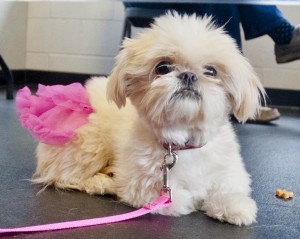Pixie-perfect!