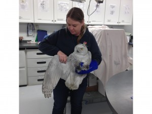 Snowy Owl Rescue 1.16.14 exam