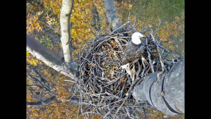 Eagle Cam Screenshot2
