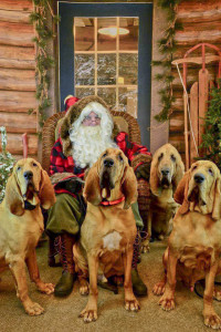 Bloodhounds-1