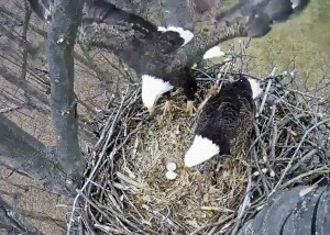 2 Eagles Return Flight-3