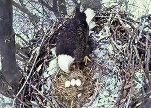 Avon Lake Eagles third egg-1