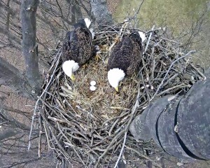 Redwood Eagle Nest Camera 3-2-2016 13-55-53.378 (1)-1