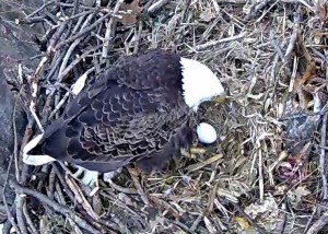 Redwood Eagle Nest Camera_FEAT