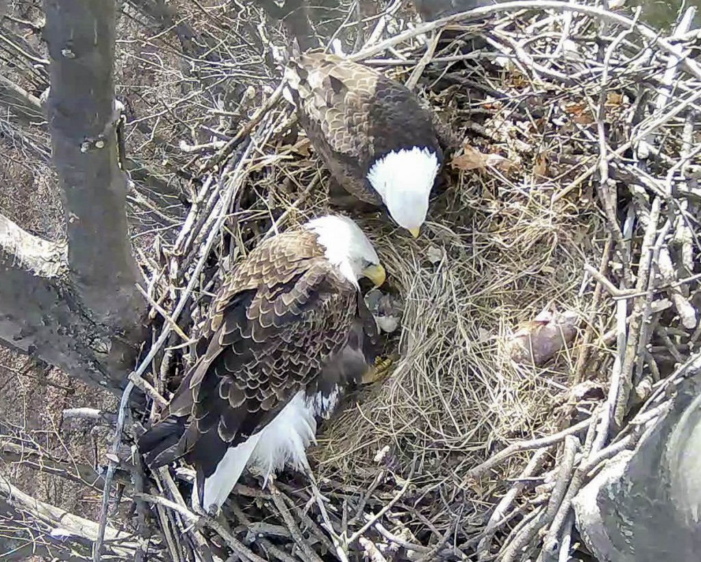 Eaglet1-1