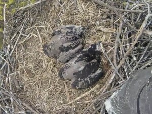 Growing Up Eaglet1