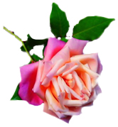 Westlake Garden Club peacerose
