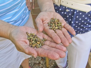 Bee cocoons before they were placed in the houses.