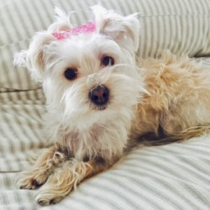 Little Charlotte, killed in dog attack.