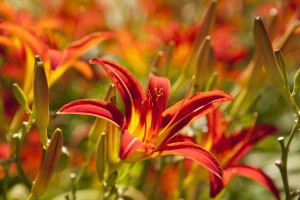 daylilies-1