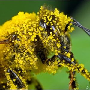 Web p19 Feb mtg Bees, Birds, and Butterflies