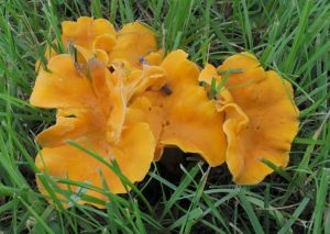 Cantharellus lateritius by Walt Sturgeon