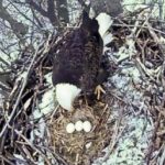 Avon-Lake-Eagles-third-egg-1-300x214