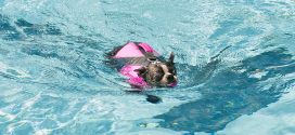 Love-A-Stray Dog Rescue 20th Anniversary Big Splash Fundraiser
