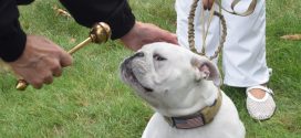 Blessing of the Pets at St. Raphael Church