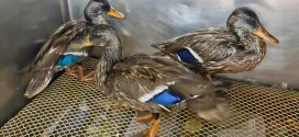 Saving Mallards at Lake Erie Nature & Science Center