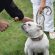 Blessing of the Pets at St. Raphael Church Blessing of the Pets at St. Raphael Church