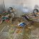 Saving Mallards at Lake Erie Nature & Science Center