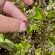 Protecting Bay Village’s Trees and Landscapes: Understanding Box Tree Moth and Oak Wilt Protecting Bay Village’s Trees and Landscapes: Understanding Box Tree Moth and Oak Wilt